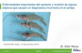 Enfermedades importantes del camarón y revisión de signos ... · Enfermedades importantes del camarón y revisión de signos atípicos que causan un diagnóstico incorrecto en el