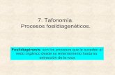 7. Tafonomía. Procesos fosildiagenéticos. · 2015. 5. 11. · Se produce entre el ejemplar y la roca que lo envuelve y ... esponjas calcáreas y serpúlidos suelen conservarse con