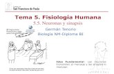 Tema 5. Fisiología Humanadpbiologia.weebly.com/uploads/2/1/5/5/21553524/gtp_t5.5... · 2019. 2. 25. · Mientras que el sistema endocrino consiste de glándulas que liberan hormonas