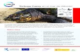 Tortuga Carey en el mar de Alborán - IUCN · 2016. 5. 19. · Tortuga Carey en el mar de Alborán • La tortuga carey (Eretmochelys imbricata) tiene un tamaño medio (entre 70 y