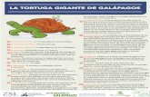 LA TORTUGA GIGANTE DE GALÁPAGOSdescubriendogalapagos.ec/wp-content/uploads/2018/03/1B3... · 2018. 3. 25. · La evolución: Es probable que todas las especies de la tortuga gigante