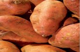 La batata - cienciahoy.org.ar · La batata: L a batata (ipomoea batatas) es una de las horta-lizas de más antigua domesticación, cultivo y consumo en América, continente de cuyas