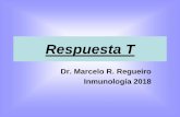 Respuesta T · 2020. 8. 31. · Las células T vírgenes ingresan al ganglio a través de las HEV. o Las células T que el ganglio. Las células T específicas para el Ag proliferan