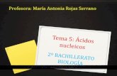 Profesora: María Antonia Rojas Serranomariarojas.iescla.org/.../2019/10/TEMA-5-AC-NUCLEICOS.pdfHay dos tipos de ácidos nucleicos: ADN Y ARN Ácido nucleico Pentosa Bases nitrogenadas