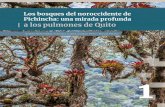 Los bosques del noroccidente de Pichincha: una mirada ......3 Este documento expone los resultados de 2 años de monitoreo de biodiversi-dad y carbono en los bosques montanos del noroccidente
