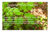 fagaceae yani - dendrologybg.comdendrologybg.com/present/fagaceae_yani.pdf · Title: Microsoft PowerPoint - fagaceae_yani.ppt Created Date: 6/5/2009 2:31:09 PM