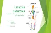 Ciencias naturales Unidad 3 “ El cuerpo humano y sus ......cuerpo humano su estructura. El esqueleto forma una armazón donde se fijan y apoyan las demás partes del cuerpo