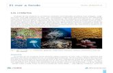 El mar a fondo Guía didáctica · 2018. 4. 11. · 2 El mar a fondo Guía didáctica anémonas y los corales, que solo tienen la fase pólipo. Otros pueden tener ambas fases en dife-rentes