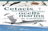 Cetacis - cossetania.com · de persecució —els dofins, abans abundants, s’apropaven a la costa, i el vell marí en va acabar desapareixent al segle XX—, el gruix de les espècies