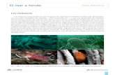 El mar a fondo Guía didáctica · 1 El mar a fondo Guía didáctica Los moluscos Los moluscos comprenden uno de los grupos de organismos animales marinos más abundantes, con una