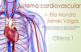 Elia Alondra Jaimes Vargass4f1d769cf586f6c7.jimcontent.com/download/version/1443989934/… · Circulación Mayor o Sistémica: es la circulación que lleva sangre a todo el cuerpo.