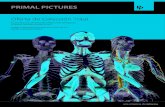 Oferta de Colección Total - Primal Pictures · 75 animaciones que representan muchos movimientos habituales, tales como la flexión, la extensión, la aducción y la abducción de