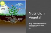 Nutricion Vegetal · dedica al estudio de cómo las plantas obtienen y usan los nutrientes minerales. •Esta área de investigación es muy importante en la agricultura moderna y
