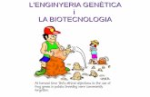 L'ENGINYERIA GENÈTICA i LA BIOTECNOLOGIAcosmolinux.no-ip.org/recursos_aula/BIO1erBAT/...• Teràpia gènica: consisteix en la curació de malalties hereditàries degudes a la presència