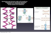 Ajustandose para funcionar mejor en la membrana ......TJs: fusion of exoplasmic leaflets. What are the molecular basis for close approximation or fusion between the exoplasmic lipid
