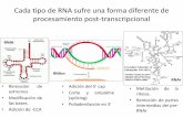 Procesamiento post-transcripcional del RNAdepa.fquim.unam.mx/amyd/archivero/Clase16_23401.pdf · 2013. 4. 15. · La secuencia Kozak: A/G (-3) y G (+4) permite pausar el ribosoma