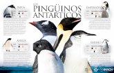 PAPÚA EMPERADOR NOMBRE CIENTÍFICO COLORES antárticos … · 2019. 4. 5. · de mayor alimentación, los adultos abandonan las colonias dejando a las crías al cuidado de algunos