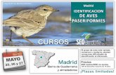 ficha paseriformes madrid 2013 - SEO/BirdLife · ficha paseriformes madrid 2013.pages Created Date: 2/2/2018 8:50:51 AM ...