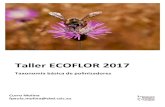 Taller ECOFLOR 2017mariposas nocturnas de las familias Sesiidae, Sphingidae y Zygaenidae, realizan también una polinización de flores nocturnas como Iridáceas (Iris spp), amarilidáceas