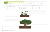 ¿Cómo son las plantas? - WordPress.com...¿Cómo son las plantas? UNIDAD CONT ENI DOS BÁSICOS Nombre: Fecha: Curso: Author: Pilar Created Date: 10/18/2018 12:09:17 PM ...