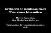 Grabación de sonidos animales /Colecciones bioacústicas · Grabación de sonidos animales /Colecciones bioacústicas Marcelo Araya-Salas New Mexico State University Taller análisis