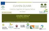 Cubiertas Vegetales de Especies Nativas en Olivar EXP ...tramce.com/wp-content/uploads/2019/12/GO-CUVREN_.pdf · exp: gop31-co-16-0006 * con las aportaciones de todos los miembros
