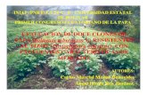 EVALUACION DE DOCE CLONES DE PAPA ( Solanum tuberosum …... · 2017. 5. 4. · Papa Bolívar y la Universidad Estatal de Bolívar. Para la provincia Bolívar, se recomienda evaluar