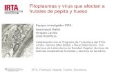 Fitoplasmas y virus que afectan a frutales de pepita y hueso€¦ · P1/ P7 (Deng y Hiruki, 1991; Schneider et al., 1995) fO1/ rO1 (Lorenz et al., 1995) Resultados (1.-Identificación