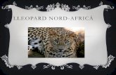 Presentación de PowerPoint...La femella del lleopard té de 2 a 6 cries a la primavera. El nom científic de lleopard nord-africá ès panthera pardus. Fet per Alex i Oriol Title
