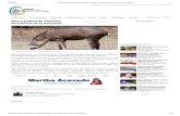 01/01/14 Nueva especie de Tapir fue descubierto en la ...labs.icb.ufmg.br/lbem/reportagens/kabomani/Diario Encuentro.pdf · Cambia tu mentalidad, Mejora tu vida En internet hay menos
