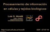 Procesamiento de información en células y tejidos biológicos · Procesamiento de información en células y tejidos biológicos Luis G. Morelli IFIBA - CONICET Departamento de