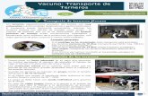 Vacuno: Transporte de Ternerosanimaltransportguides.eu/wp-content/uploads/2017/... · • Asegúrese de que los terneros estén familiarizados con el sistema para suministrar leche,