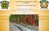 INGENIERO AGRONOMO FITOTECNISTA · ingeniero agronomo fitotecnista unidad de aprendizaje “horticultura avanzada" diaporama: formulacion y elaboracion de soluciones nutritivas presenta: