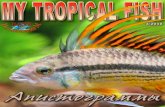 My Tropical Fishбыла описана как Mesops taeniatus. Но в своей работе Гюнтер не определил типовой вид для созданного