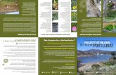 El cas de l’illa de Portlligat...Eliminar altres espècies invasores que encara no s’han tractat (Agave americana, Opuntia sp.). Controlar el regenerat de les espècies tractades