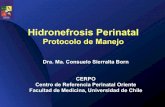 Hidronefrosis Perinata - CERPOHidronefrosis Antenata • Incidencia ! 1-5% de embarazos. Resumen de Consenso en Imágenes Fetales del NICHD • Dilatación anormal del tracto urinario