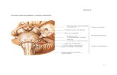 Tema 4 Tronco del Encéfalo: Visión anterior · 2014. 11. 18. · Nervio facial [Vll] Nervio vestibulococlear [VI' l] Nervio glosofaríngeo [IX] vago [Xl y raíz craneal del accesorio