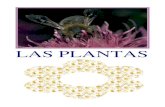 LAS PLANTAS - IHMC Public Cmaps (2)cmapspublic2.ihmc.us/rid=1RV3MZZK1-27BDQ45-33CX/las-plantas1.pdfLAS PLANTAS El reino vegetal está compuesto por plantas de todo tipo. Son imprescindibles