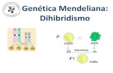 Genética Mendeliana: Dihibridismo · 2018. 8. 28. · Genética Mendeliana: Dihibridismo • Conocer la segunda ley de Mendel o dihibridismo. • Aplicar la segunda ley de Mendel
