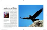Águila real en México · campo sobre el comportamiento y costumbres del águila real. Monte Escobedo, municipio al sur del estado de Zacatecas en la frontera con el de Ja-lisco,
