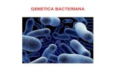 GENETICA BACTERIANA - UNAMdepa.fquim.unam.mx/amyd/archivero/09GenetBact_19442.pdf · genética vertical . Formas de Transferencia horizontal de genes entre bacterias 1. ... ¿Qué