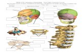 PC1 U2-01-ANAT: Cráneo, Vértebras en General, y Vértebras ......HPER 3270: Anatomía y Cinesiología Prof. Edgar Lopategui Corsino PC1 U2-01-ANAT: Cráneo, Vértebras en General,