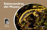 Salamandras del Museo - mncn.csic.es · 42 natural ç mente 3 sumario colecciones La colección de salamandras del MNCN consta de 2.193 ejemplares de la especie Sa- lamandra salamandra