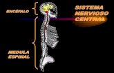 SISTEMA NERVIOSO CENTRALbiotiempo.weebly.com/.../8/94588683/médula_espinal... · que rodean encéfalo y médula espinal. 2.LIQUIDO CEFALORAQUIDEO: Entre las meninges y en cavidades
