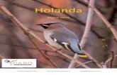 Holanda - ICARO birding experiencebirdingicaro.com/uploads/da0bfbf8bd8d5f1e1b5b217c266dc1a... · 2020. 1. 13. · Icaro Birding Experience SL info@birdingicaro.com Barnacla carinegra