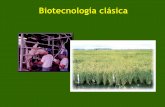 Biotecnología clásica · La mutación como fuente de diversidad . Otro ejemplo: las coles SELECCIÓN Brassica oleracea Repollo: aumento del tamaño de las yemas terminales Coliflor: