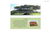 Ceiba - Recinto de Ponce · Ceiba Autor: Lynette Menéndez Aponte Ceiba Había una vez un gran árbol de flamboyán que estaba situado en el patio de la escuela Losen el patio de