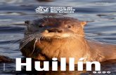 Huillín - CEHUM · Vida y costumbres del misterioso huillín Lontra provocax Habita ríos y lagos con tupida vegetación en sus orillas. Los hualves o bosques pantanosos le dan refugio
