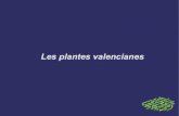 Les plantes valencianes - lapissarra.files.wordpress.com€¦ · del terra); de color verd fosc a l'anvers i grisenques i piloses al revers amb de 7 a 11 parells de nervis laterals