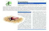 Castanea sativa traducción · por insectos, dependiendo de la humedad. El tamaño reducido del polen (14-18 µm) ... seguro ha sido el nordeste de Turquía y el Cáucaso, aunque